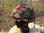 Schweizer Armee  Helmüberzug für Helm 71 tarn  gebraucht